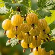 Cluster of ripe 'Hinnonmaki Yellow' Gooseberries on a sunlit branch with green leaves, showcasing their smooth, translucent skin.